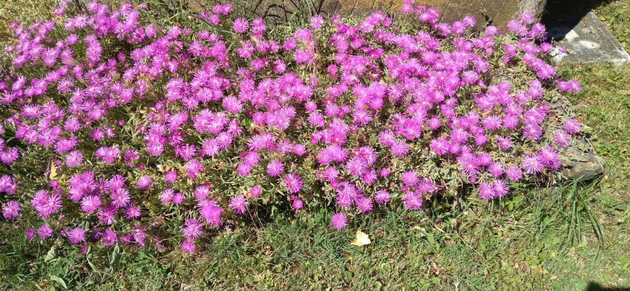 Ruttàrs Agriturismo Casa Delle Rose Winery מראה חיצוני תמונה