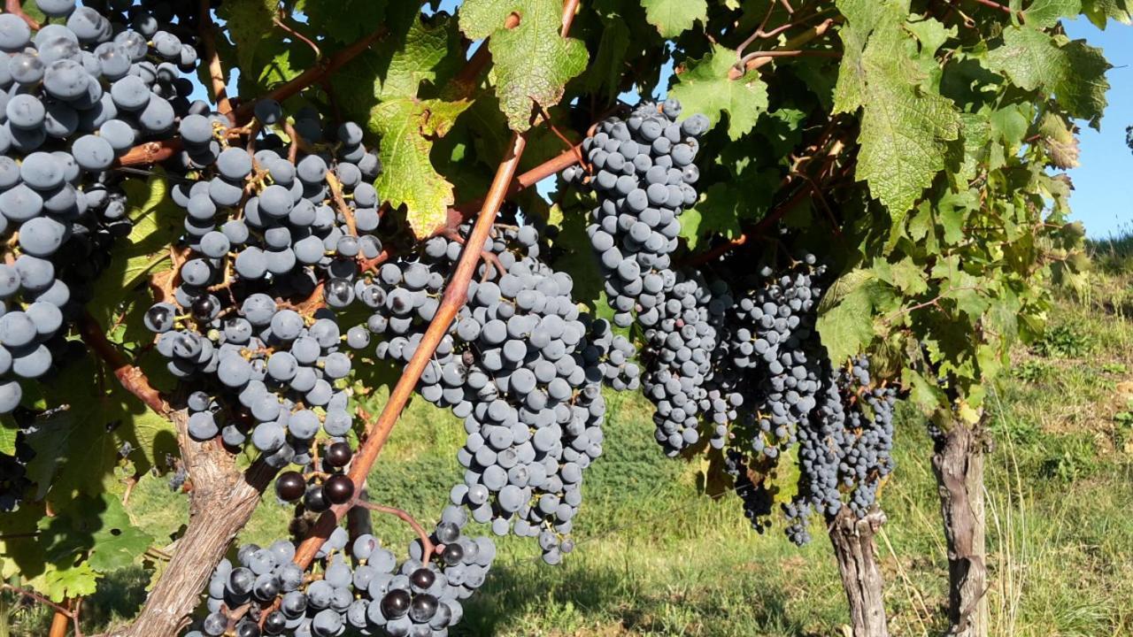 Ruttàrs Agriturismo Casa Delle Rose Winery מראה חיצוני תמונה
